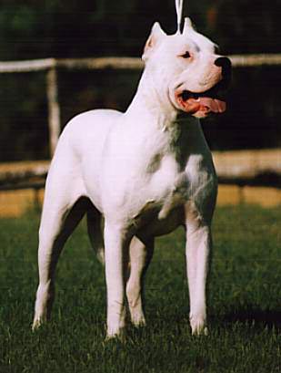 Dogo Argentino