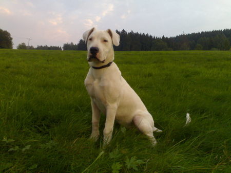 Dogo Argentino dessa 28 wochen