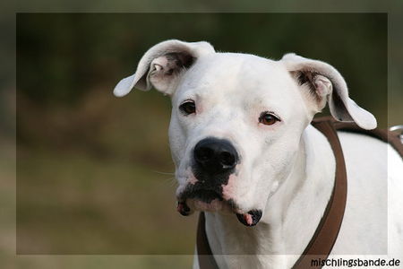 Dogo Argentino Kopfstudie