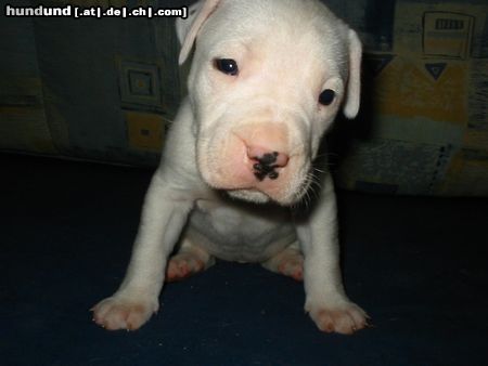 Dogo Argentino Hunde Foto 19203 in höherer Auflösung ansehen Dogo Argentino die noch Namenlose 4 Wochen