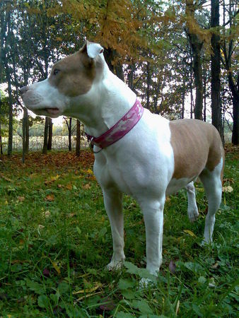 Dogo Argentino Dogo/Am.Staff. Mix    MAXIM