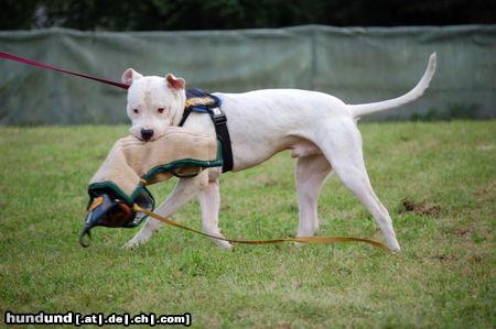 Dogo Argentino Spike bei der Arbeit