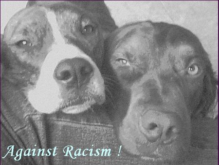 Dogo Argentino Hunde Foto 27964 Dogo Argentino Können diese Augen Lügen ?