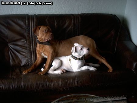 Dogo Argentino Hunde Foto 20167 Dogo Argentino Bordeauxdogge Nero u. Dogo Argentino Laika
