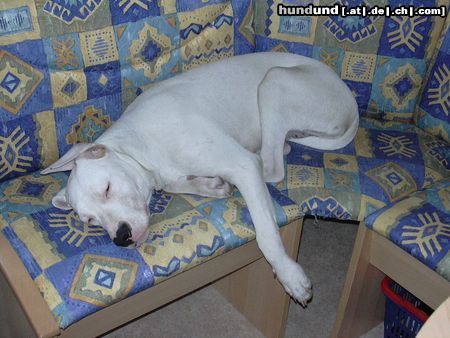 Dogo Argentino Hunde Foto 9982 Dogo Argentino