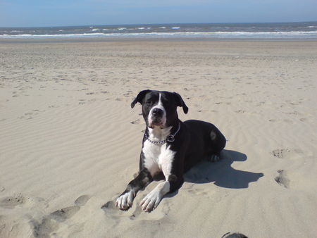 Dogo Argentino