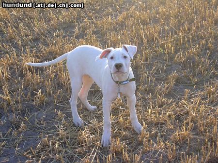 Dogo Argentino Hunde Foto 4966 Dogo Argentino