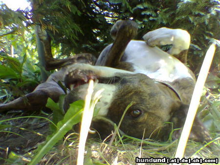 Dogo Argentino Hunde Foto 24805 Dogo Argentino Dogomix beim Sonnenbaden