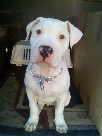 Dogo Argentino Hunde Foto 36213 in höherer Auflösung ansehen Dogo Argentino Hallo ich bin Spike
