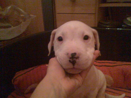 Dogo Argentino Hunde Foto 36218 in höherer Auflösung ansehen Dogo Argentino ** Spike**