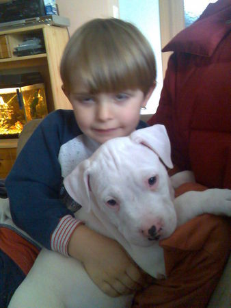 Dogo Argentino Hunde Foto 36215 in höherer Auflösung ansehen Dogo Argentino ** Spike**