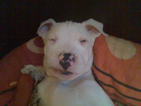 Dogo Argentino ** Spike**