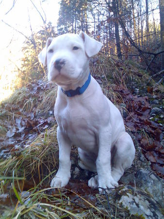 Dogo Argentino Hunde Foto 36217 in höherer Auflösung ansehen Dogo Argentino ** Spike**
