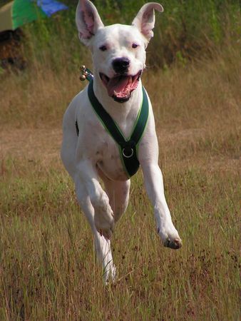 Dogo Argentino Hunde Foto 33477 in höherer Auflösung ansehen Dogo Argentino Bei der Arbeit- Flächensuche von Menschen