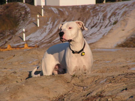 Dogo Argentino Hunde Foto 29344 in höherer Auflösung ansehen Dogo Argentino Licht verzaubert
