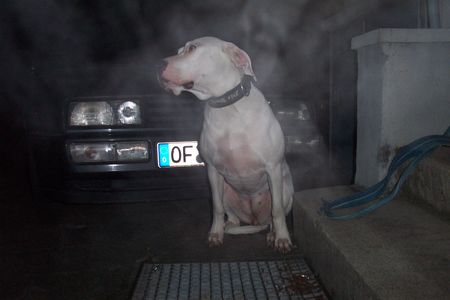 Dogo Argentino