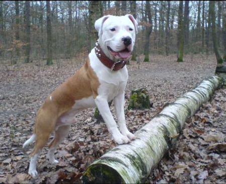 Dogo Argentino Hunde Foto 36377 in höherer Auflösung ansehen Dogo Argentino Bruno (8 Mon.)