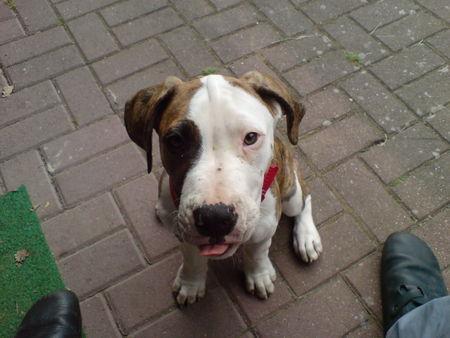 Dogo Argentino Mein kleiner