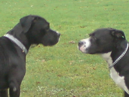 Dogo Argentino Brother&Sister