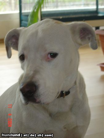 Dogo Argentino Hunde Foto 11177 Dogo Argentino Theo Dogo Argentino 1 Jahr