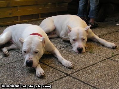 Dogo Argentino Hunde Foto 12614 Dogo Argentino Duna mit Belico del Navarro Knausser