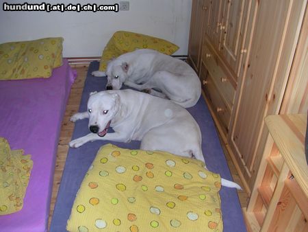 Dogo Argentino Duna und Ogi haben die 