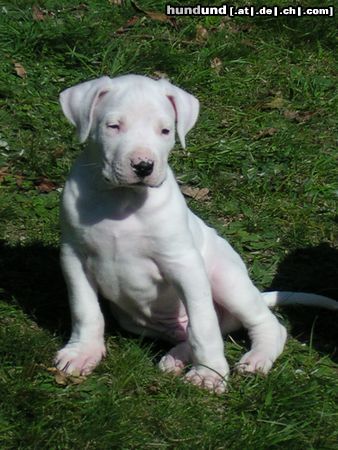 Dogo Argentino Hunde Foto 15629 in höherer Auflösung ansehen Dogo Argentino Puellae Fortes Bonito