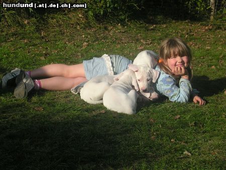 Dogo Argentino Hunde Foto 15636 in höherer Auflösung ansehen Dogo Argentino Belico II, Bonito und Bonita mit Tanja