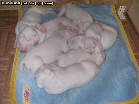 Dogo Argentino Hunde Foto 21110 in höherer Auflösung ansehen Dogo Argentino Dogo Puppys April 2005