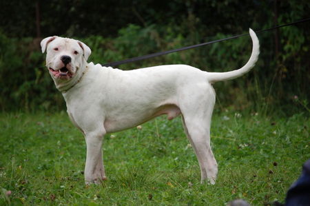 Dogo Argentino Spike