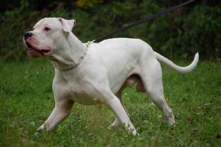 Dogo Argentino Spike