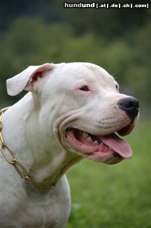 Dogo Argentino Spike