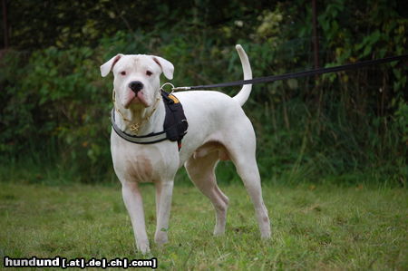 Dogo Argentino Spike