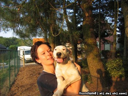 Dogo Argentino Hunde Foto 16282 in höherer Auflösung ansehen Dogo Argentino Dogo Argentino