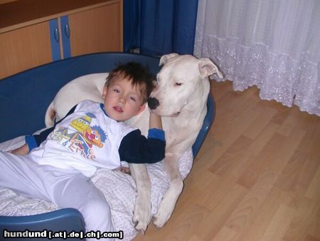 Dogo Argentino Hunde Foto 9616 Dogo Argentino Daisy unser Kampfschmuser *ggg*