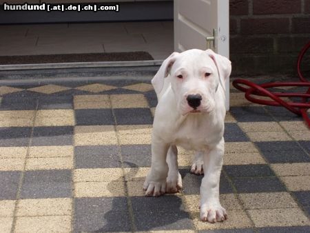 Dogo Argentino Hunde Foto 16283 Dogo Argentino Dogo Argentino