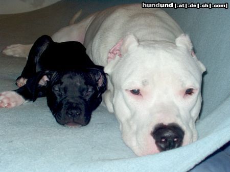 Dogo Argentino Hunde Foto 9818 Dogo Argentino Hier liegt's Schwarz auf Weiss!!!