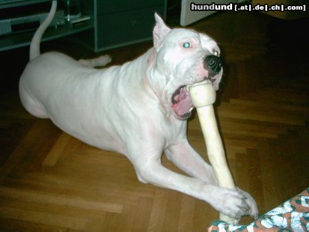 Dogo Argentino Hunde Foto 22689 in höherer Auflösung ansehen Dogo Argentino