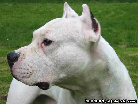 Dogo Argentino Hunde Foto 8710 Dogo Argentino Süßer Kerl!