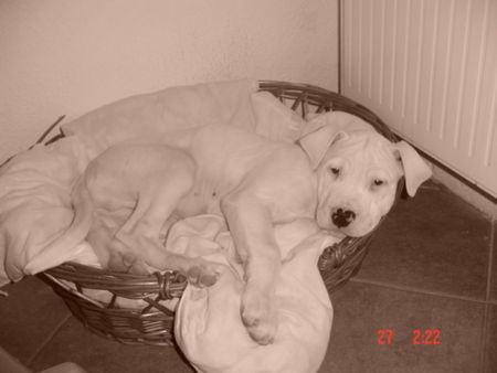 Dogo Argentino Hunde Foto 28451 in höherer Auflösung ansehen Dogo Argentino Hallo...ich bin Talos