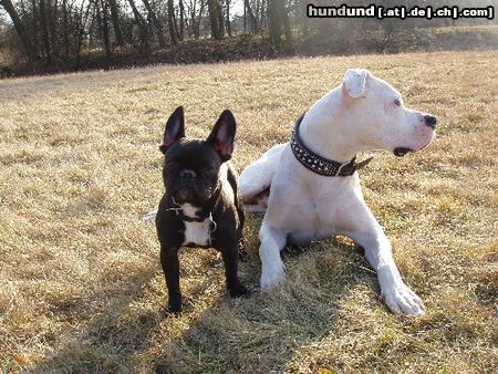Dogo Argentino Hunde Foto 20779 Dogo Argentino mein Hund und seine kleine Freundin