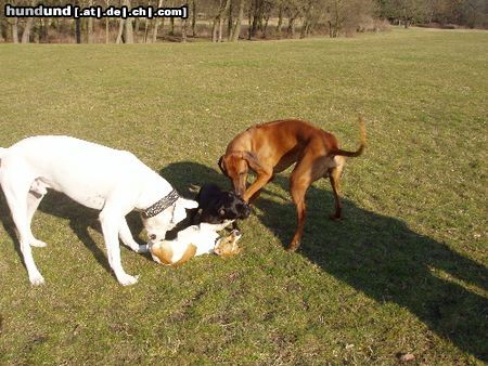 Dogo Argentino Hunde Foto 20781 Dogo Argentino buntes Treiben im Stadtpark