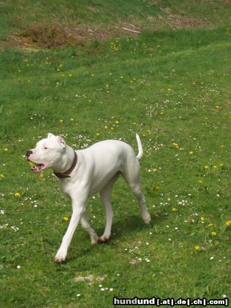Dogo Argentino Hunde Foto 3561 Dogo Argentino 10 Monate alt