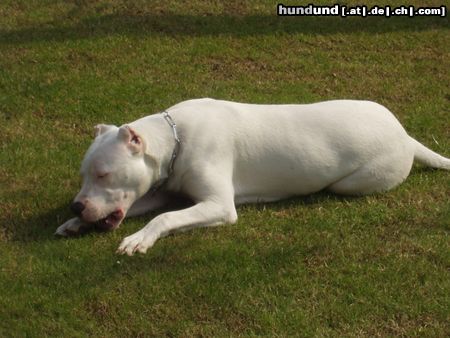 Dogo Argentino Hunde Foto 3109 Dogo Argentino Unsere Ganja