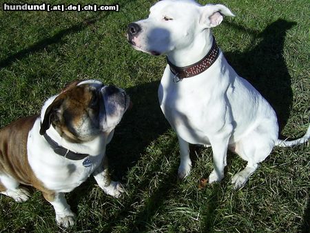Dogo Argentino Hunde Foto 19962 Dogo Argentino Fee und Sir Henry warten auf.........