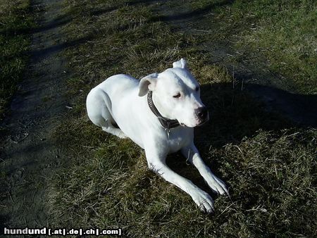 Dogo Argentino Unsere Fee  8 Jahre alt