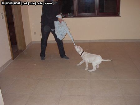 Dogo Argentino Hunde Foto 11165 Dogo Argentino Igor Del Grande Casador Branco