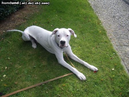 Dogo Argentino Hunde Foto 15889 in höherer Auflösung ansehen Dogo Argentino