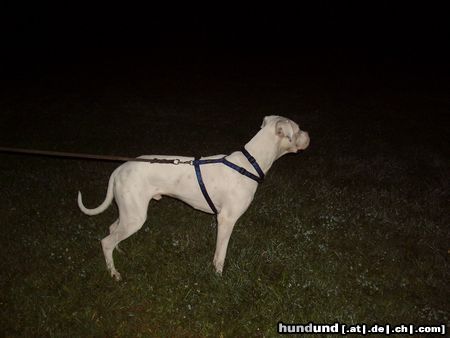 Dogo Argentino Hunde Foto 15960 in höherer Auflösung ansehen Dogo Argentino Hirsche in der Dämmerung