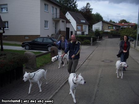 Dogo Argentino Hunde Foto 18709 in höherer Auflösung ansehen Dogo Argentino Vierer Gespann